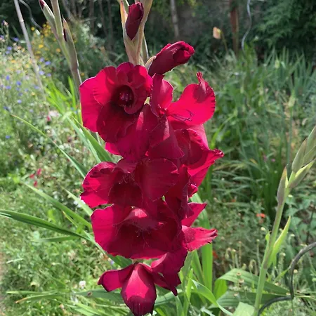 住宿加早餐酒店 Un Temps Pour Le Reve 瓦朗斯